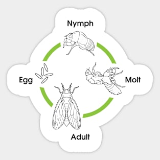 Life Cycle Of A Cicada Sticker